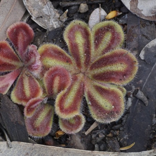 Drosera erythrorhiza